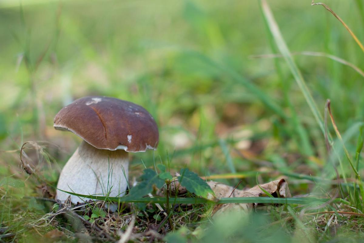Rodinny Penzion U Wolfu Chrastava Exterior foto