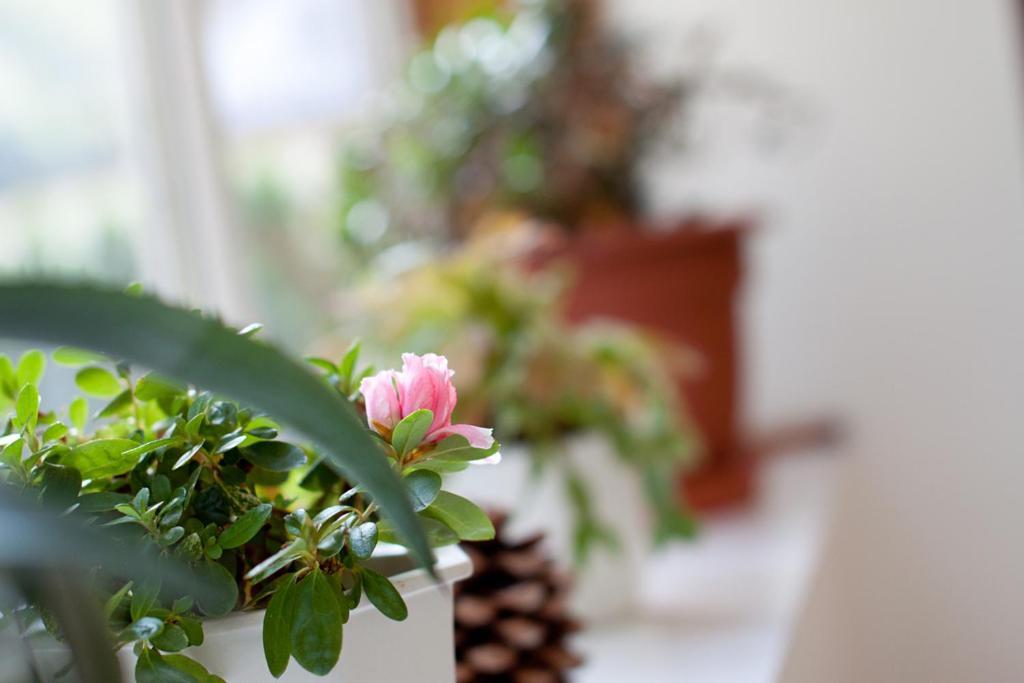 Rodinny Penzion U Wolfu Chrastava Habitación foto